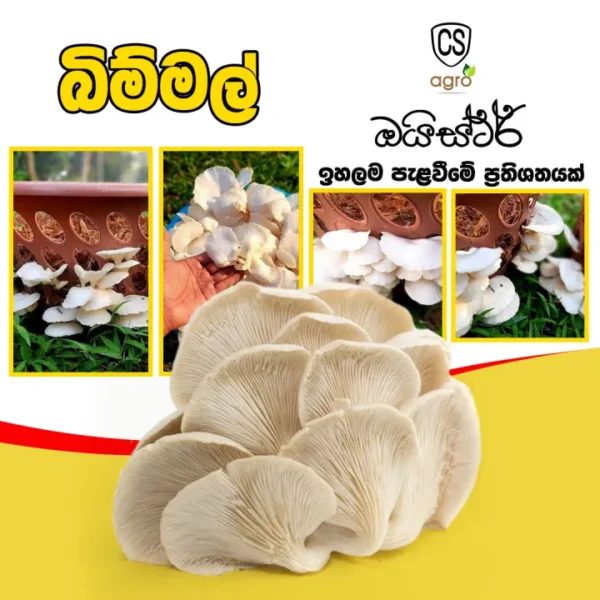 Mushroom Oyster Seeds Hathu Beeja Home Garden Agriculture
